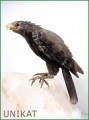 Edelsteinschnitzerei - Adler auf Bergkristall